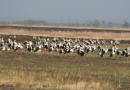 White storks ©  J. Lidster